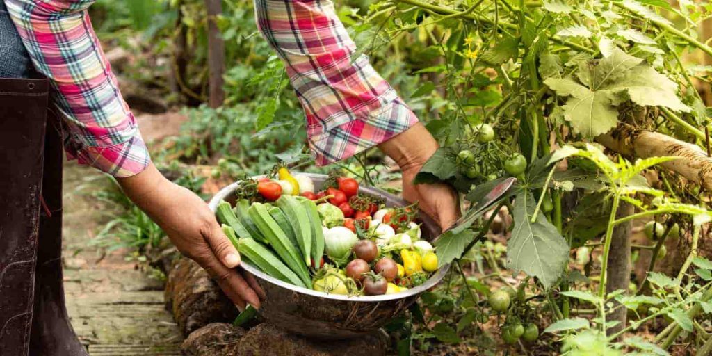 Portada-frutas-y-verduras